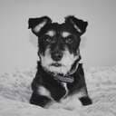 Whippet